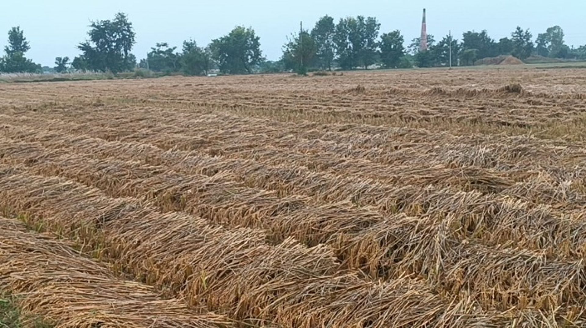 गएराती देखिको वर्षाले खेतको धान भिज्यो, कृषकहरू चिन्तित 